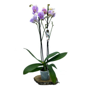 phalaenopsis-vivaio-roma